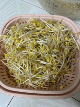 Hồ Thị Lý 