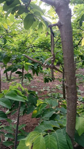 Đinh Long Nhật