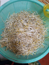 Phương Anh
