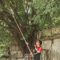Kéo cắt cành trên cao 5m cắt tỉa cành hiệu quả 