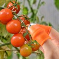 Dụng cụ ngón cái bấm cắt rau củ quả đa năng tiện lợi