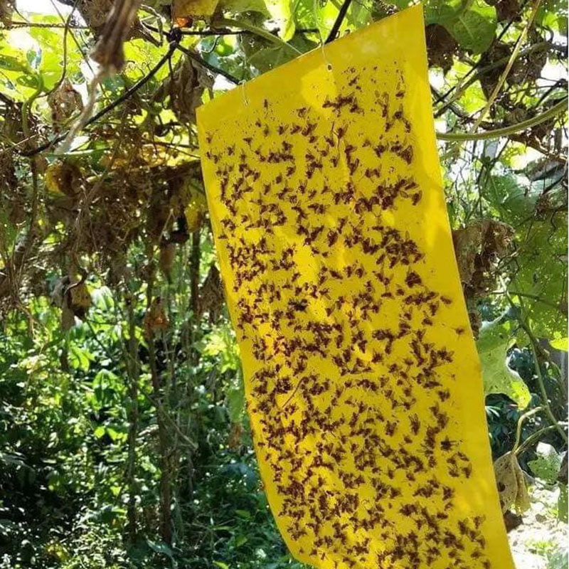 Set 20 miếng dán siêu bẫy ruồi, côn trùng gây hại cho hoa màu, cây ăn trái